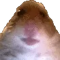 hamStare