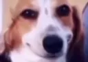 susdoge