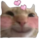 blushcat