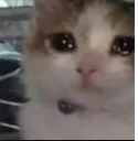 pussy_cry