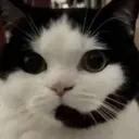 meow