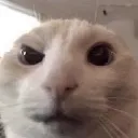 ayo