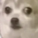 confuseddogface