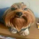 nb_cachorraburra nb_cachorraburra