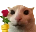 catrose