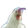 tChicken