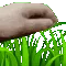 TouchGrass