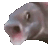 Fishmeme