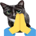 FH_Cat_Beg