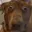 PFP_DOG3