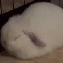 bnuuyloaf
