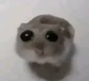 hampster