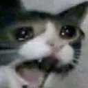 cat_cry