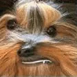 BBark