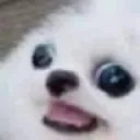Dog_What_WTF
