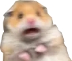 ShockedHamster