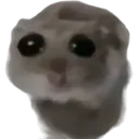sadhamster
