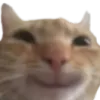_KITTENheheae Discord Emoji