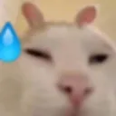 wil_meo_khongbietnoij