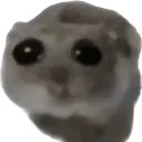 cute