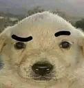 RaisedEyebrow