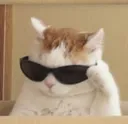 Cat Cool Cat_Cool Discord Emoji