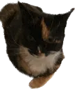 diva diva
