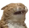 Cat Pain Discord Emoji