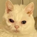 suka