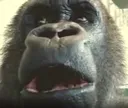 fugginmonkeyhd