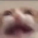scream scream