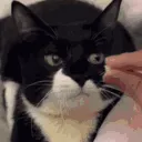 catnomnom