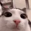 plink plink