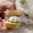 KnuckleSandwhich_Homies18