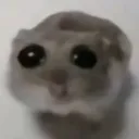 SadHamster