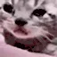 SadCat SadCat
