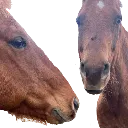 borses