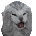 headache_cat