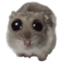 hampter