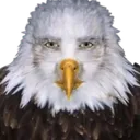 cursedeaglestare