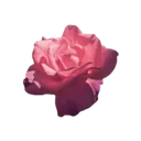 pinkrose