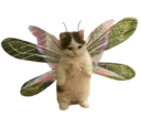 catfairy