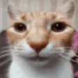 Stare
