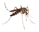 amoskito
