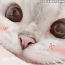 cat_stare
