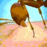 backshots