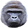 harambe