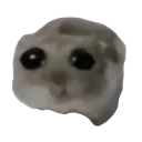 hamptr