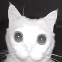CatShocked