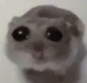 rSadHam rSadHam